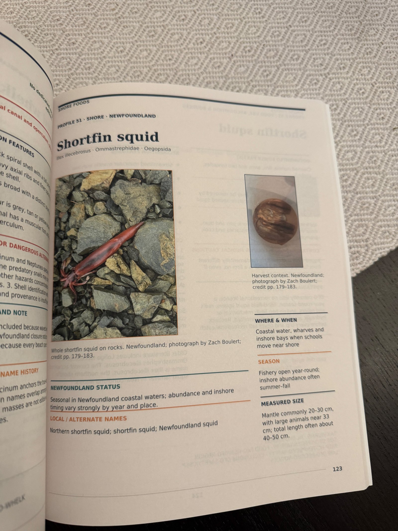 Complete physical-book photograph of the shortfin squid profile spread